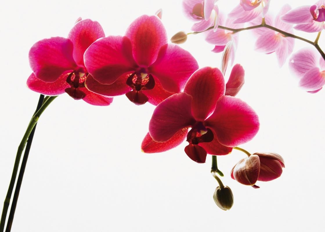 Orchid Floral Giant Wall Mural Paper Decoration